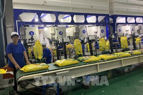 Doanh nghiệp xuất khẩu gạo và việc tận dụng tấm vé thông hành sang EU