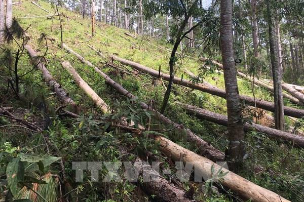 Xác định 6 đối tượng tình nghi phá rừng phòng hộ tại Lâm Đồng