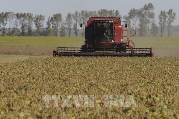 Nhu cầu của Trung Quốc tăng cao đang tái định hình thị trường ngũ cốc toàn cầu