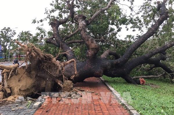 Bão số 13 đi vào đất liền các tỉnh từ Hà Tĩnh đến Thừa Thiên - Huế