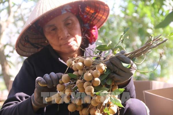 Giá nhãn tiêu da bò xuống thấp kỷ lục