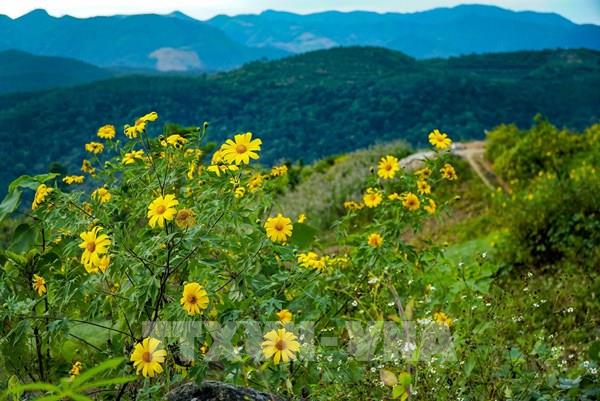 Dã quỳ phủ vàng núi đồi Điện Biên