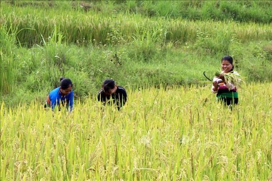 Bảo đảm an ninh lương thực quốc gia đến năm 2030