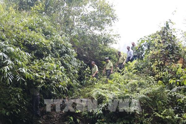 Chưa đến 2% diện tích rừng đề xuất được chấp thuận chuyển đổi mục đích sử dụng