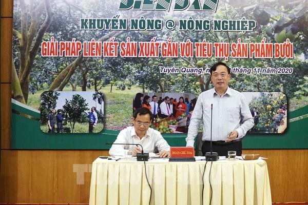 Giải pháp liên kết sản xuất gắn với tiêu thụ sản phẩm bưởi miền Bắc