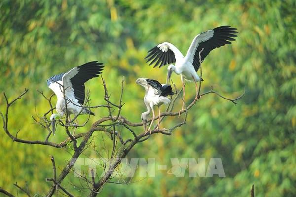 Vẻ đẹp tại vườn chim Thung Nham
