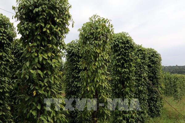 Giữ thương hiệu hồ tiêu Phú Quốc