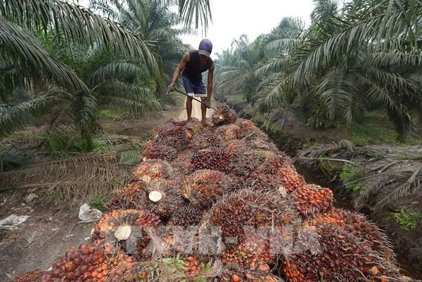 Lý do chính khiến Indonesia quyết định cấm xuất khẩu dầu cọ