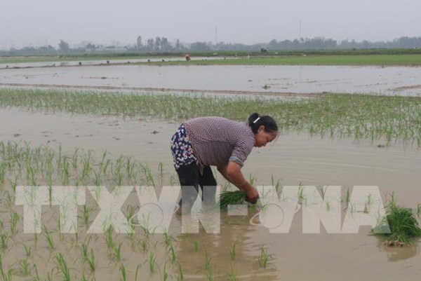 Cho phép Hải Dương và Sóc Trăng chuyển đổi mục đích sử dụng đất trồng lúa