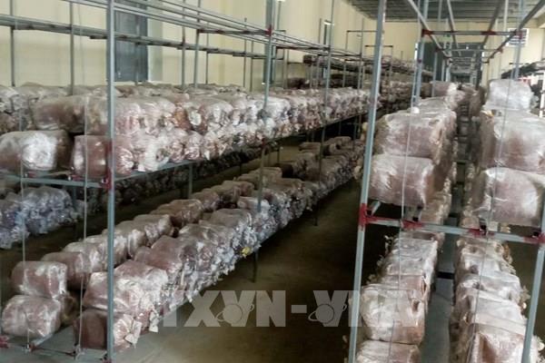 Hiệu quả kinh tế từ mô hình sản xuất nấm sạch theo tiêu chí OCOP