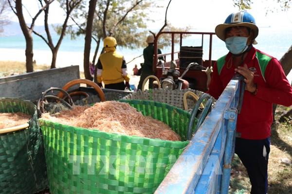 Ngư dân Ninh Thuận được mùa ruốc biển