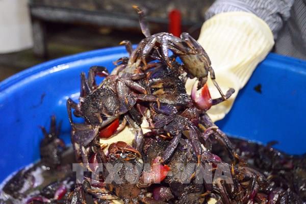 Độc đáo nghề muối ba khía