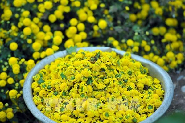 Rực rỡ cánh đồng hoa cúc chi ở Hưng Yên