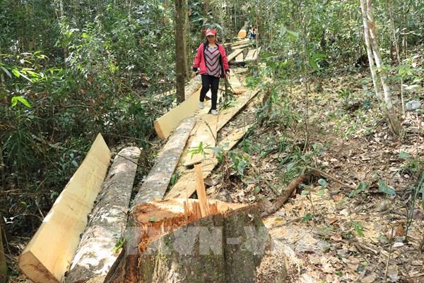 Vụ phá rừng bạch tùng ở Đạ Đờn: Đã khởi tố vụ án, bắt khẩn cấp hai đối tượng liên quan