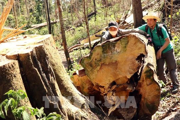 Bạch tùng hàng trăm năm tuổi bị khai thác trái phép