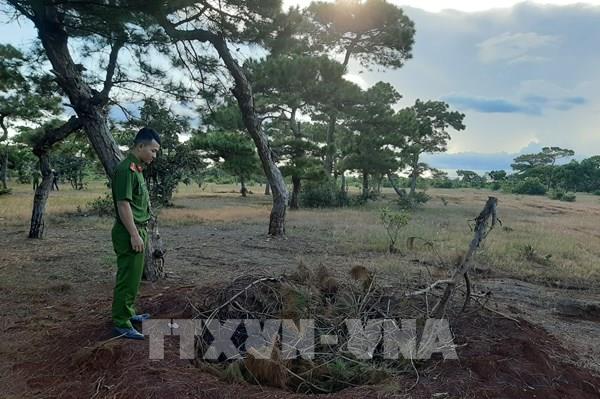 Cảnh báo tình trạng đào trộm cây thông hàng chục năm tuổi tại Gia Lai