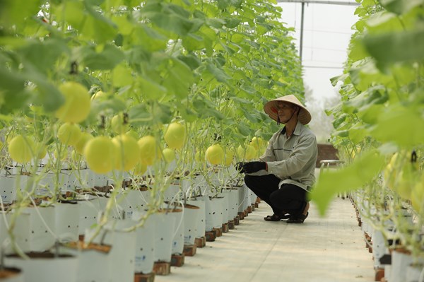Giải pháp ONE Farm nhận giải thưởng Thành phố Thông minh Việt Nam 2020