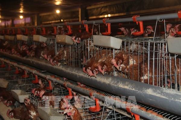 Sắp diễn ra Hội nghị Phát triển ngành gia cầm Việt Nam theo chuỗi giá trị bền vững