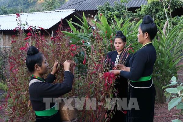 Độc đáo sắc màu văn hóa trong Tết Hoa mào gà ở Điện Biên
