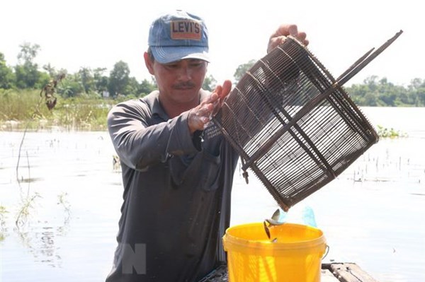 Nghề "bà cậu" nơi sông nước miền Tây