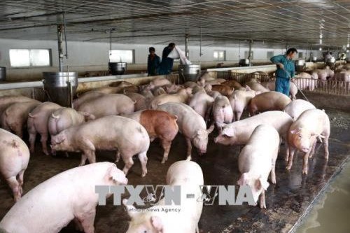 Ban hành kế hoạch tuyên truyền phòng, chống bệnh Lở mồm long móng