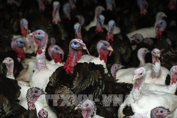 Anh phát hiện ổ dịch cúm gia cầm H5N8 tại một trang trại gà tây