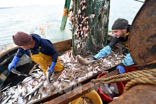 Đánh bắt cá vẫn là trở ngại trong cuộc đàm phán nước rút giữa Anh và EU