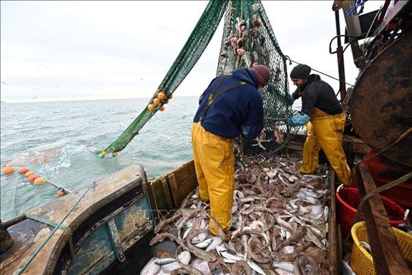 Telegraph: EU sẵn sàng nhượng bộ về quyền đánh bắt cá trong đàm phán Brexit