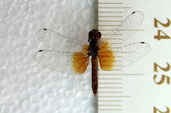 Phát hiện chuồn chuồn lùn đỏ nhỏ nhất thế giới 