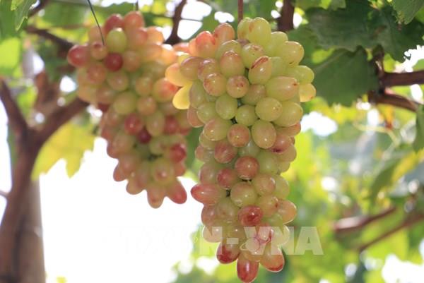 Vườn nho 3 màu trên đất cù lao