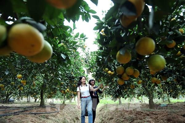 Huyện Lục Ngạn (Bắc Giang) phát triển du lịch nhà vườn