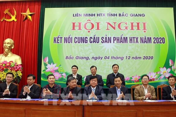 Liên kết tiêu thụ sản phẩm của hợp tác xã 7 tỉnh Đông Bắc