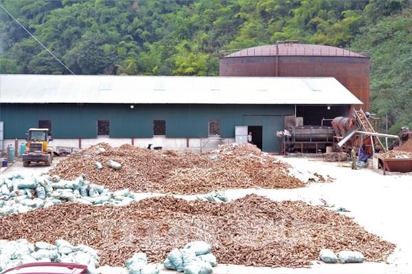 Tạm đình chỉ hoạt động nhà máy chế biến sắn ở Điện Biên
