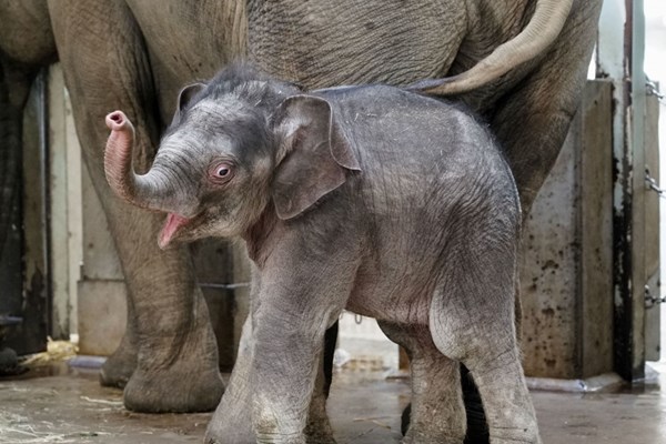 Vườn thú lâu đời nhất Nhật Bản đón chú voi con đầu tiên được sinh ra