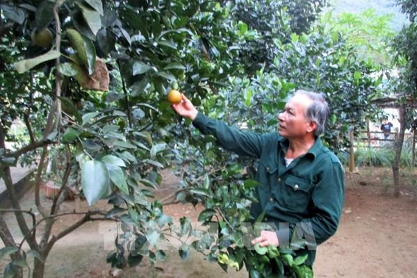 Huyện miền núi Quan Hóa, Thanh Hóa hút vốn doanh nghiệp vào nông nghiệp 