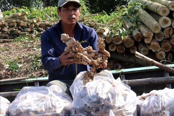 Giá gừng củ tăng cao