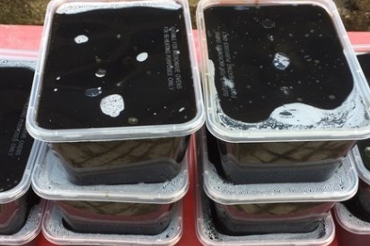 Sắp được xuất khẩu thạch đen sang Trung Quốc