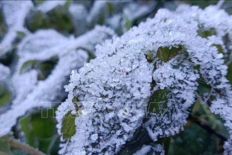Từ ngày 30/12, vùng núi cao Bắc Bộ nhiều khả năng xảy ra băng giá và sương muối