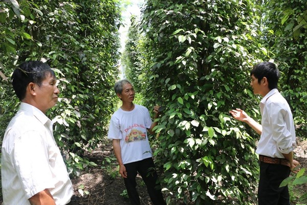 Nông dân Bình Phước thấp thỏm lo âu vào vụ tiêu