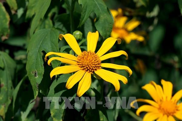 Ngắm hoa Dã quỳ khoe sắc nơi biên giới cực Tây