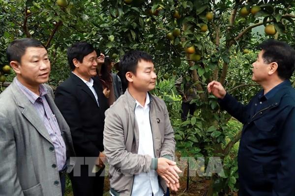 Ứng dụng truy xuất nguồn gốc với sản phẩm cam ở Bắc Trung Bộ