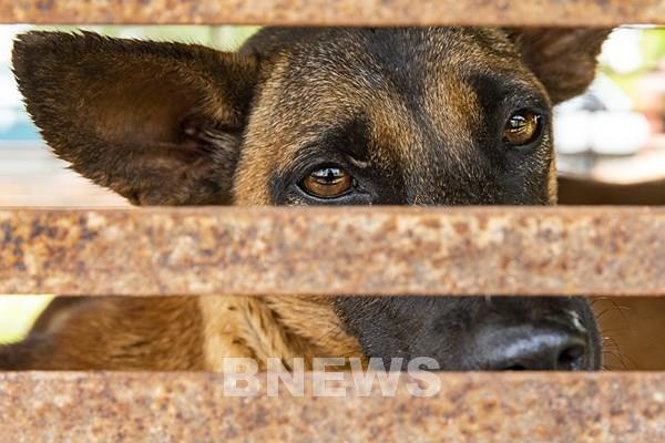 Một triệu chữ ký để chấm dứt nạn buôn bán thịt chó mèo ở Đông Nam Á