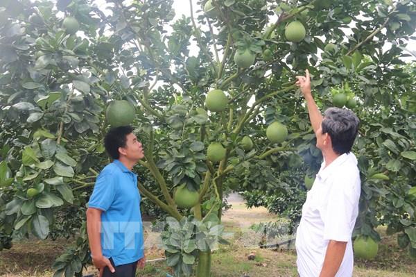 Vụ bưởi Tết có thể phải thu hoạch sớm