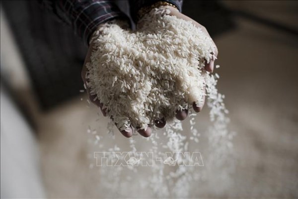Gạo Ấn Độ tiếp tục giảm giá do nguồn cung trong nước dồi dào