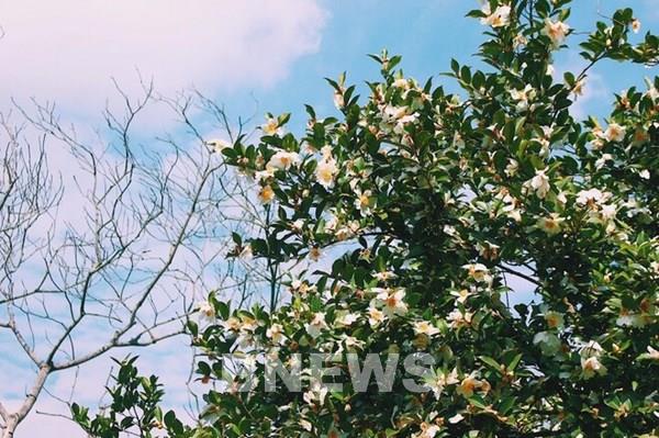 Đến Bình Liêu, Quảng Ninh ngắm hoa sở nở trắng đồi