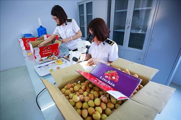Nông sản Việt tìm đường thoát hiểm