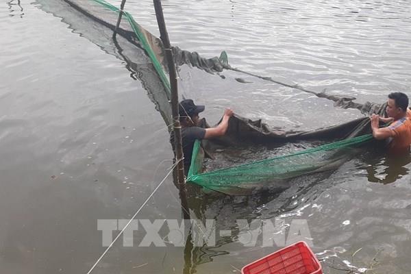 Nuôi cá chình cho lợi nhuận cao