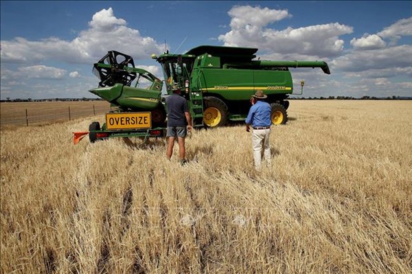 Australia khiếu nại Trung Quốc lên WTO về thuế đối với lúa mạch