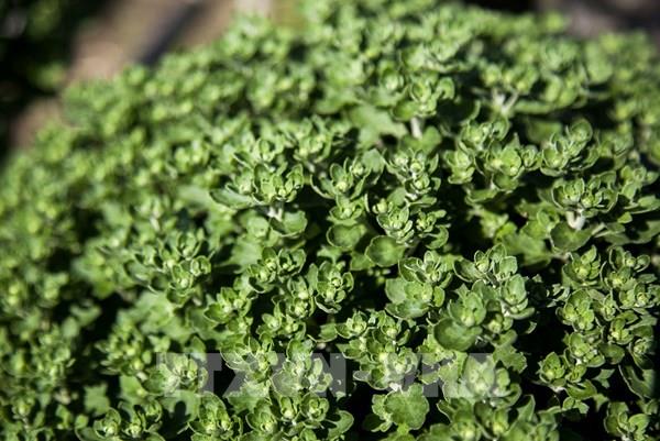 Nghề trồng hoa cúc trưng Tết ở Giồng Riềng