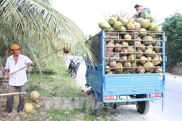 Giá dừa khô Trà Vinh tăng cao, cung không đủ cầu